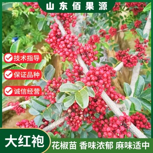 大红袍花椒苗树食用盆栽地栽南北种植花椒树苗四川麻椒青花椒苗