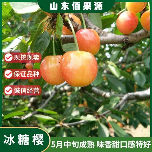 冰糖樱桃树苗北方樱桃苗地栽盆栽