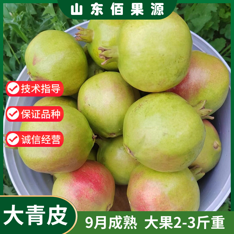 大青皮甜石榴苗南北方庭院地栽果树盆栽四季种植石榴树苗当年结果