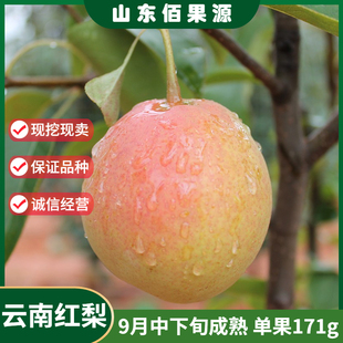 嫁接云南红梨树苗晚熟小酥梨火把梨树苗小红梨南北方种植当年结果