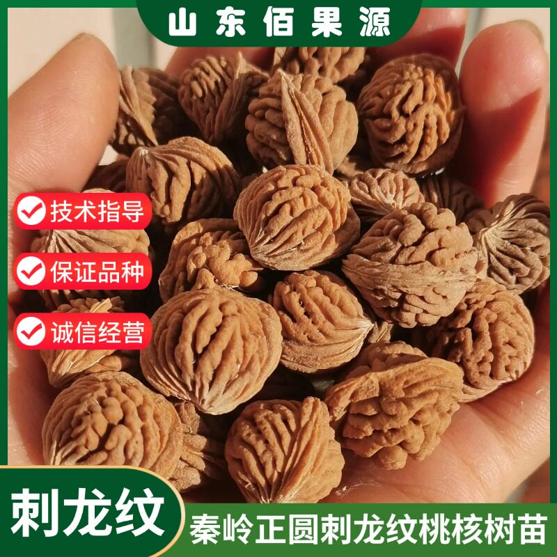 秦岭刺龙纹桃核树苗嫁接正圆山桃胡蚂蚁纹桃苗文玩桃核苗盆栽地栽