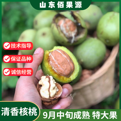 清香核桃苗9月成熟单果16克