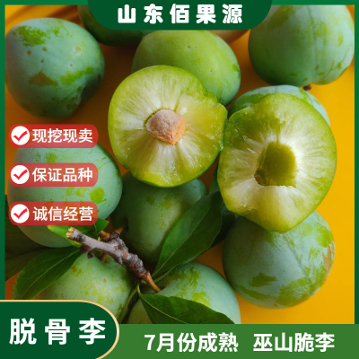 巫山脱骨李子树苗青脆蜂糖李子苗嫁接新品种植苗南北方果树苗地栽