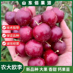 中华钙果苗嫁接樱桃树耐寒农大欧李树苗盆栽地栽南方北方当年结果