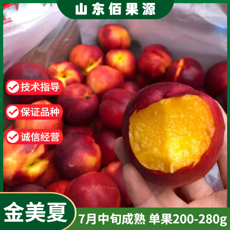 嫁接特大果黄肉油桃树苗老品种金美夏油桃树苗南北方种植当年结果