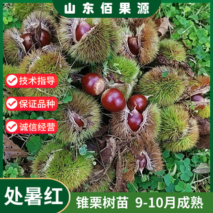 嫁接建瓯锥栗树苗特大榛子板栗苗南方北方庭院盆栽地栽栗子树果苗