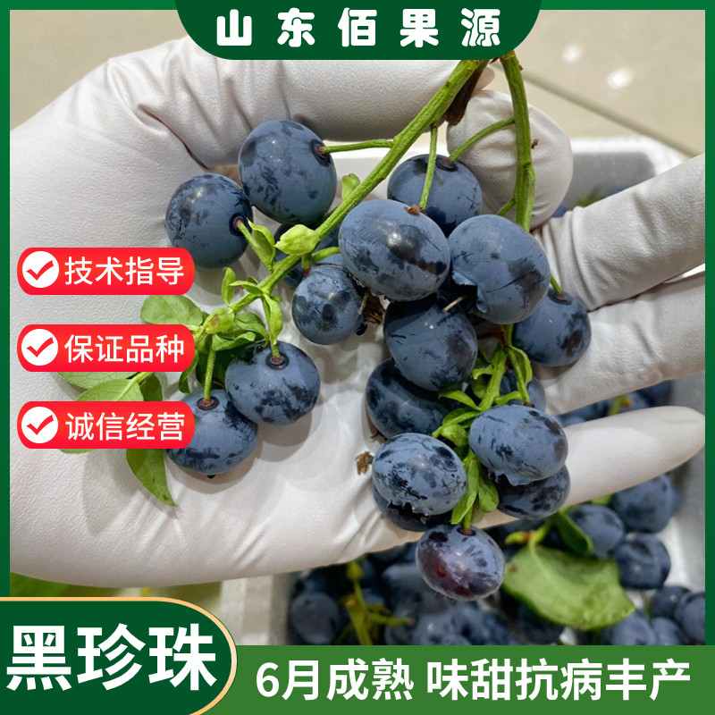 黑珍珠蓝莓树阳台盆栽果苗南方北方种植四季大果庭院地栽当年结果