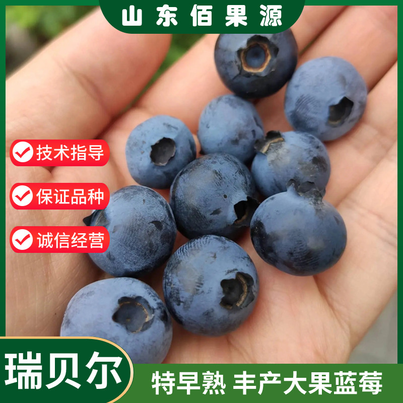 瑞贝尔蓝莓苗盆栽带果发货四季结果蓝梅树苗室内阳台南方北方种植