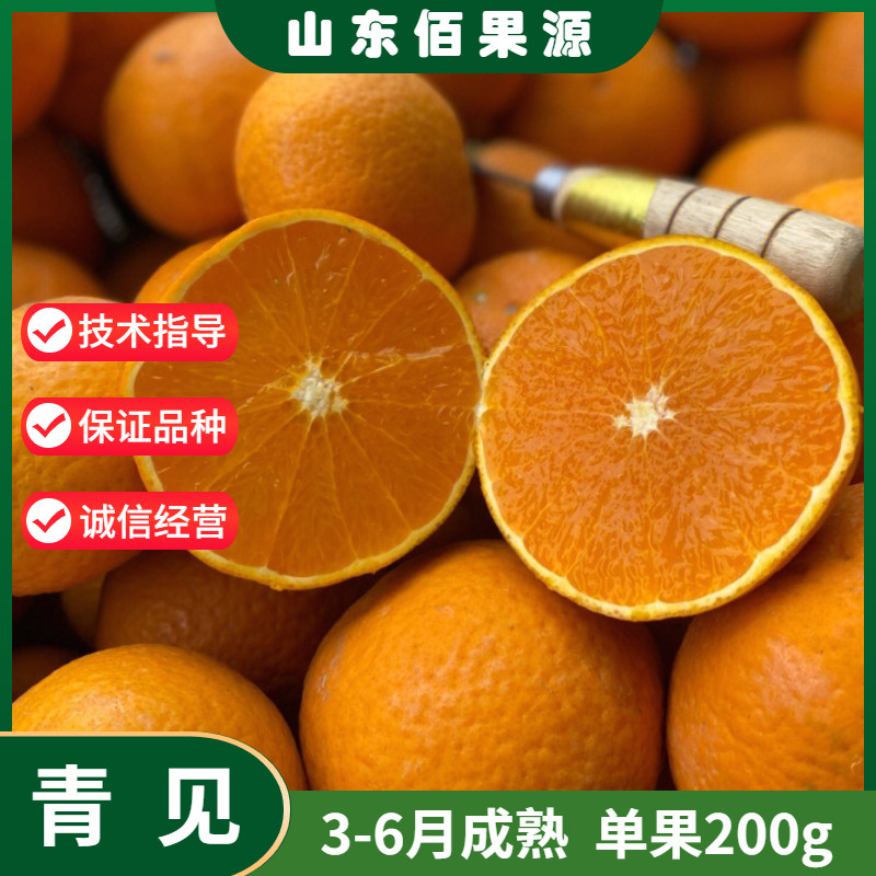 青见柑橘苗南北方庭院地栽橘子苗树盆栽嫁接爱媛桔子树苗当年结果