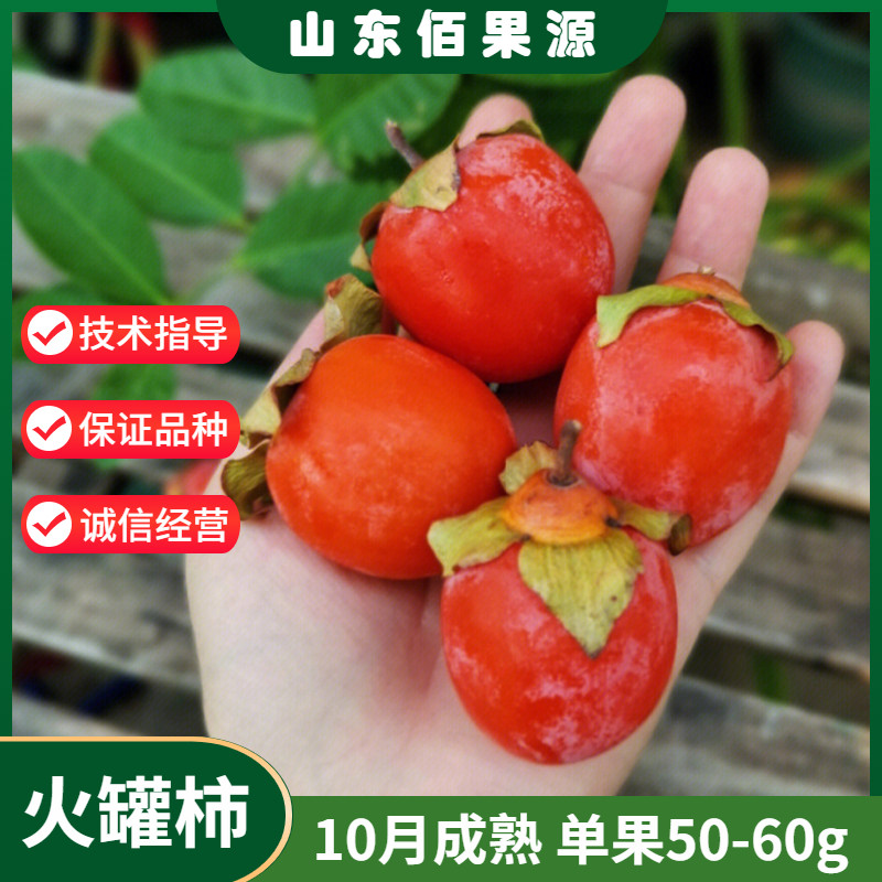 小火罐柿子苗嫁接软甜红灯笼柿树苗盆栽北方南方庭院地栽当年结果