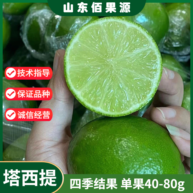 塔西提柠檬树苗青柠檬苗