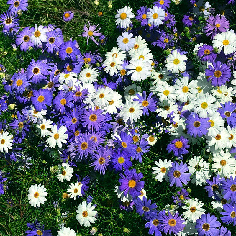 五色菊花种子花籽四季播种易活室外盆栽宿根花种阳台庭院花种籽子