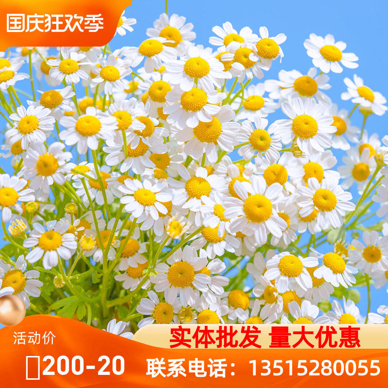 洋甘菊花种子太阳花小雏菊向日葵格桑花花籽庭院盆栽四季花种籽子