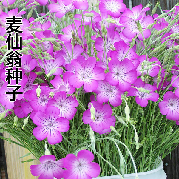 麦仙翁种子麦毒草花种花坛庭院景观易活花卉花种籽子四季播种开花