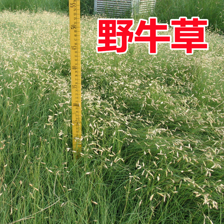 草坪草籽 进口野牛草种子 耐寒耐旱机场专用高速道路护坡固土草籽