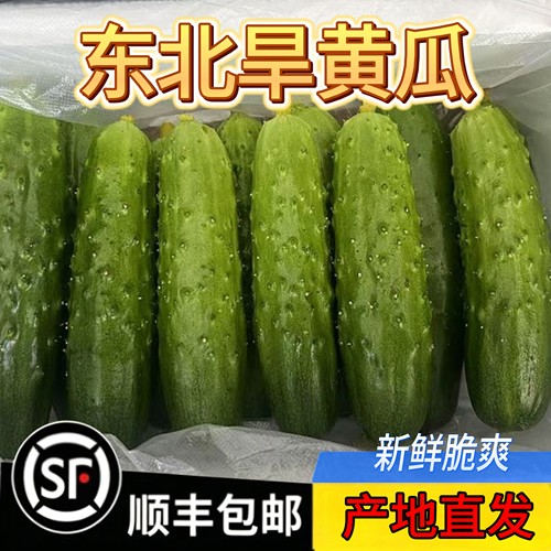 辽宁农家现摘生吃蘸酱黄瓜