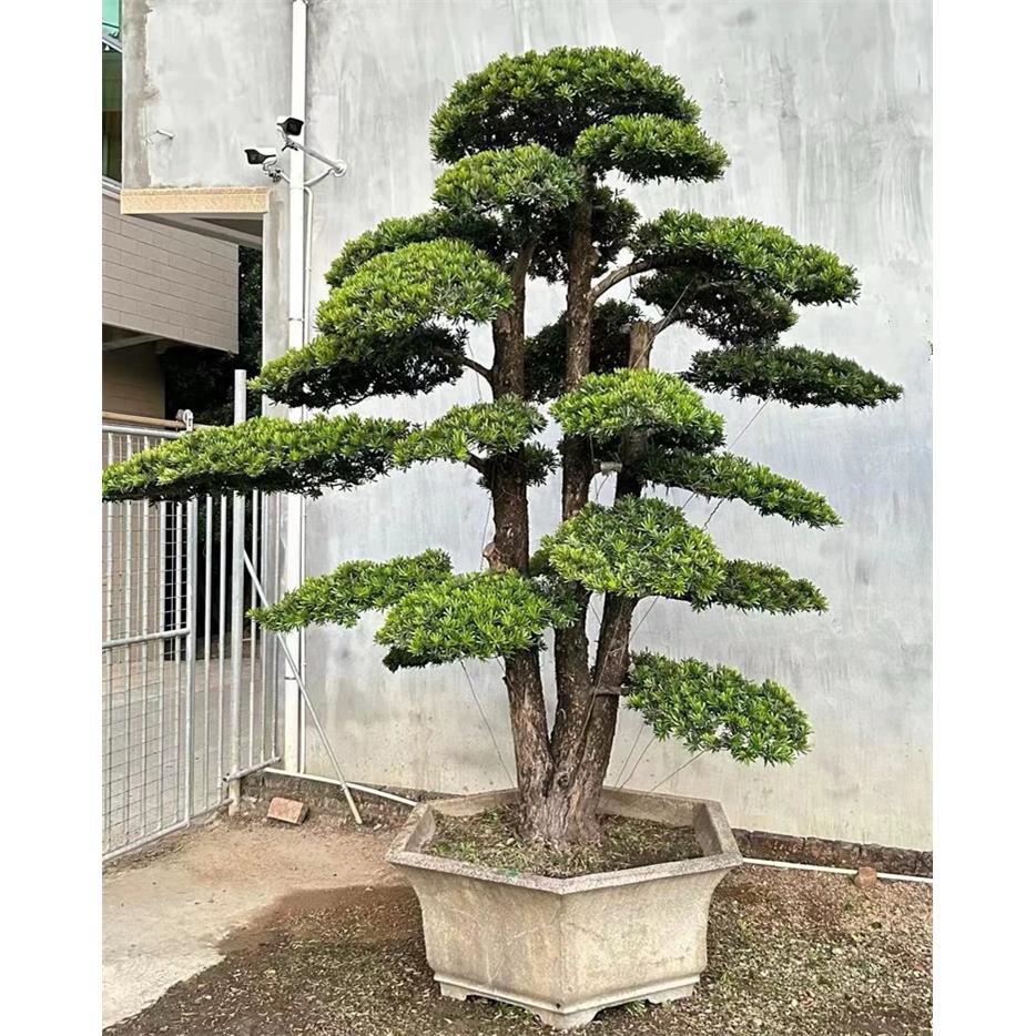 迎客松罗汉松盆景老桩真造型树室内外花园庭院别墅办公室玄关好养