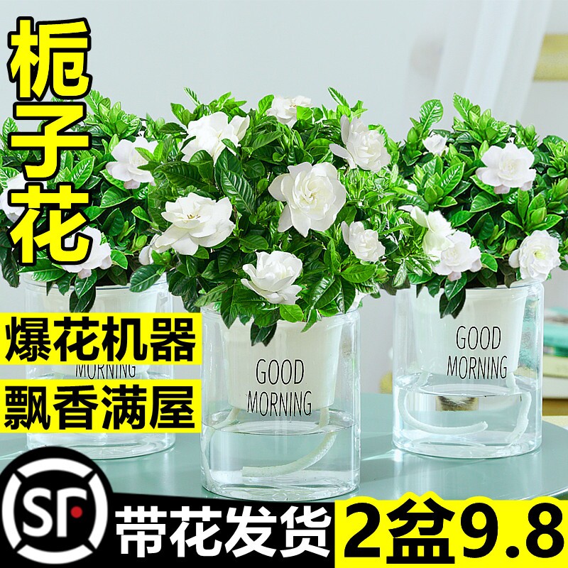 栀子花适合水养的花花草植物盆栽室内放客厅的绿色好养卧室的绿植