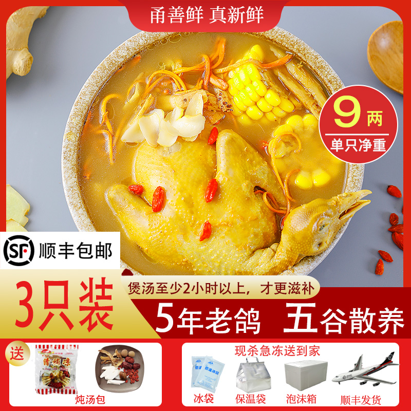 甬善鲜老鸽月子煲汤现杀农家散养