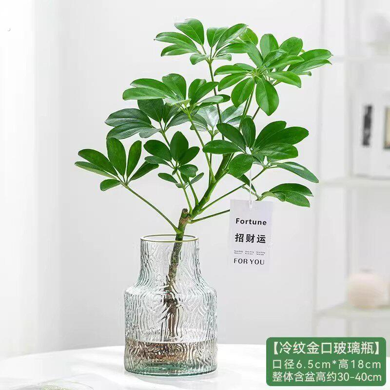 水培植物鸭脚木八方来财水培绿植室内办公室桌面盆栽四季常绿好养