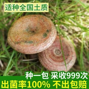 野生乌枞菌黄枞菌室外种植花盆阳台四季可种