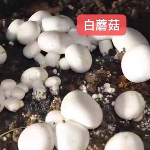 蘑菇菌种白蘑菇菌种食用菌盆栽阳台盆景四季种植菌种包双孢菇原种