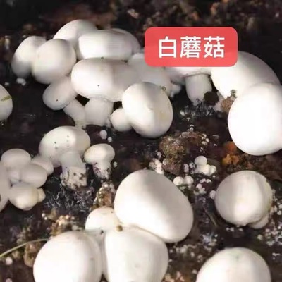 蘑菇菌种白蘑菇菌种食用菌盆栽阳台盆景四季种植菌种包双孢菇原种