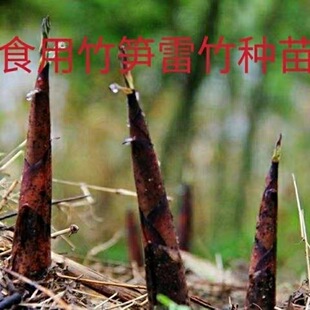 雷竹种苗食用竹笋四季小春笋种苗耐寒现挖易活易种可做庭院观赏竹