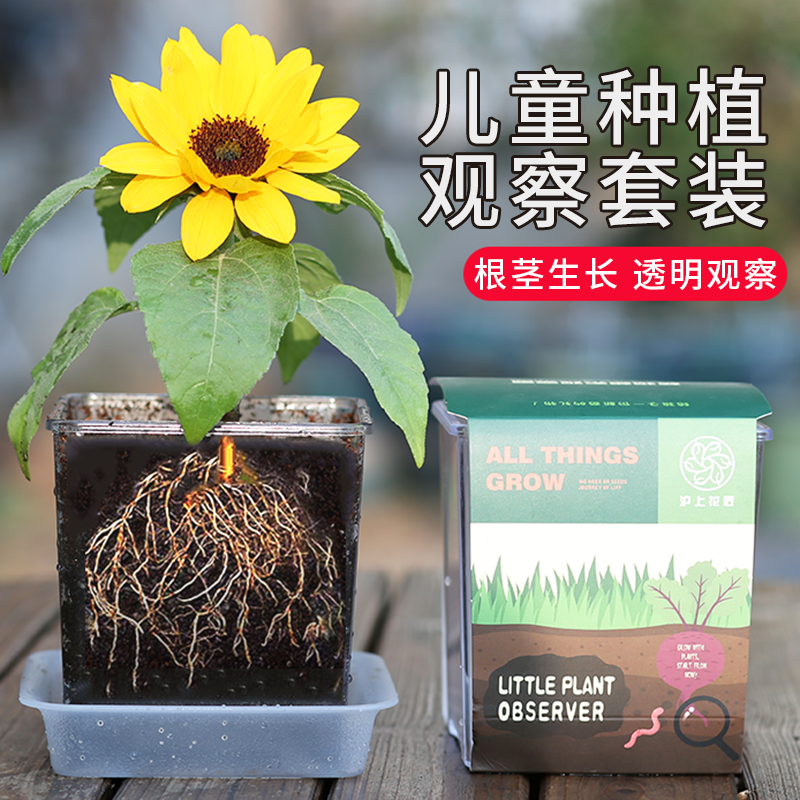 儿童植物观察小盆栽透明根系观察小学生实验向日葵凤仙花草莓种子