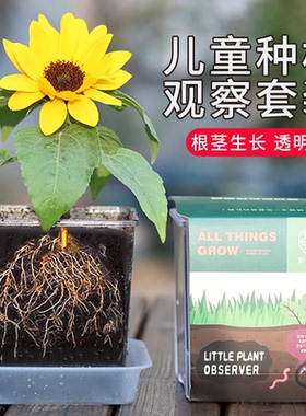 儿童植物观察小盆栽透明根系观察小学生实验向日葵凤仙花草莓种子