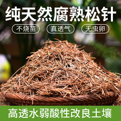 松针土兰花腐熟垫材养花通用花土