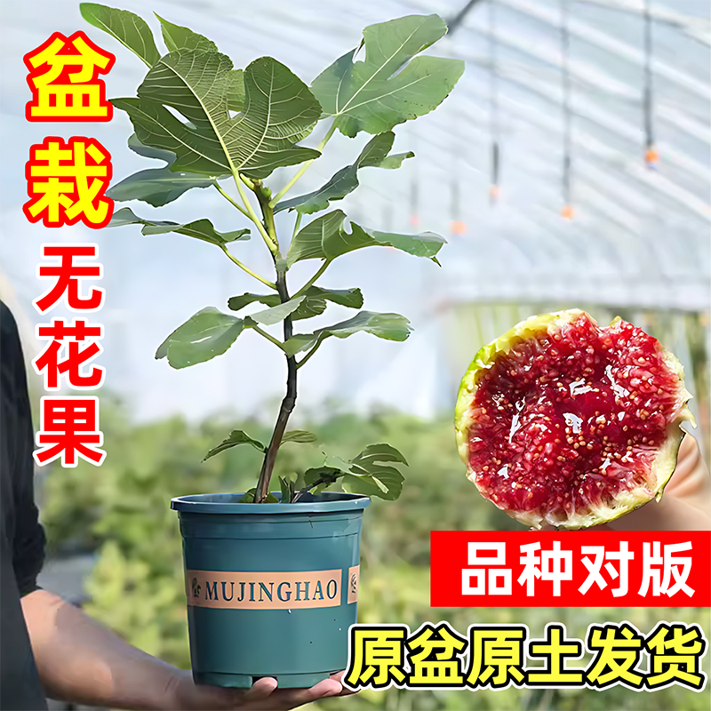 无花果原盆原土树苗庭院阳台盆栽青皮巴劳奈斯特拉糖包子无花果苗