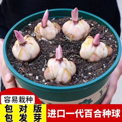 进口亚洲百合种球耐寒四季可种