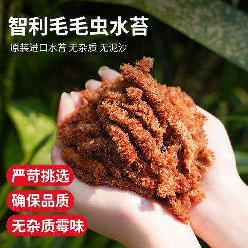 毛毛虫水苔蝴蝶兰话专用土基质土