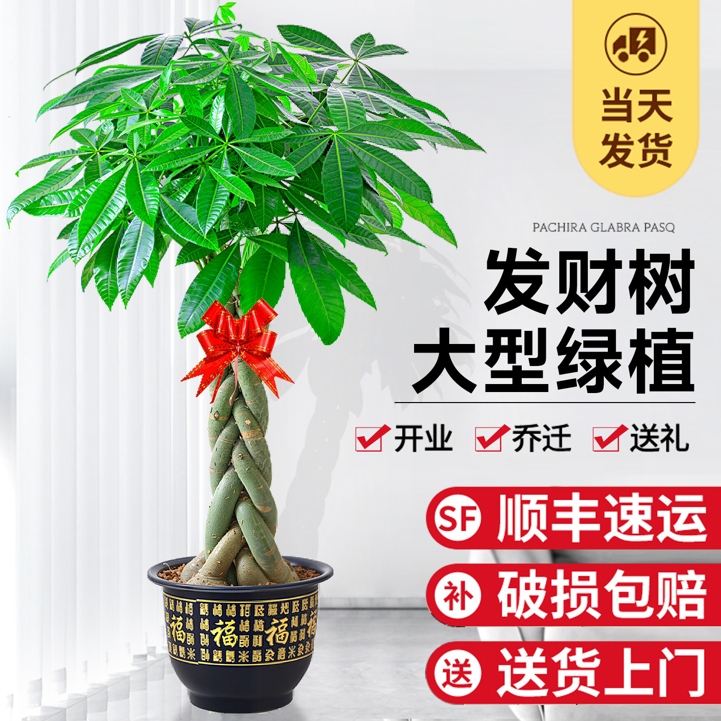 发财树盆栽大棵摆客厅旺宅大型绿植办公室内乔迁开 业招财好养植