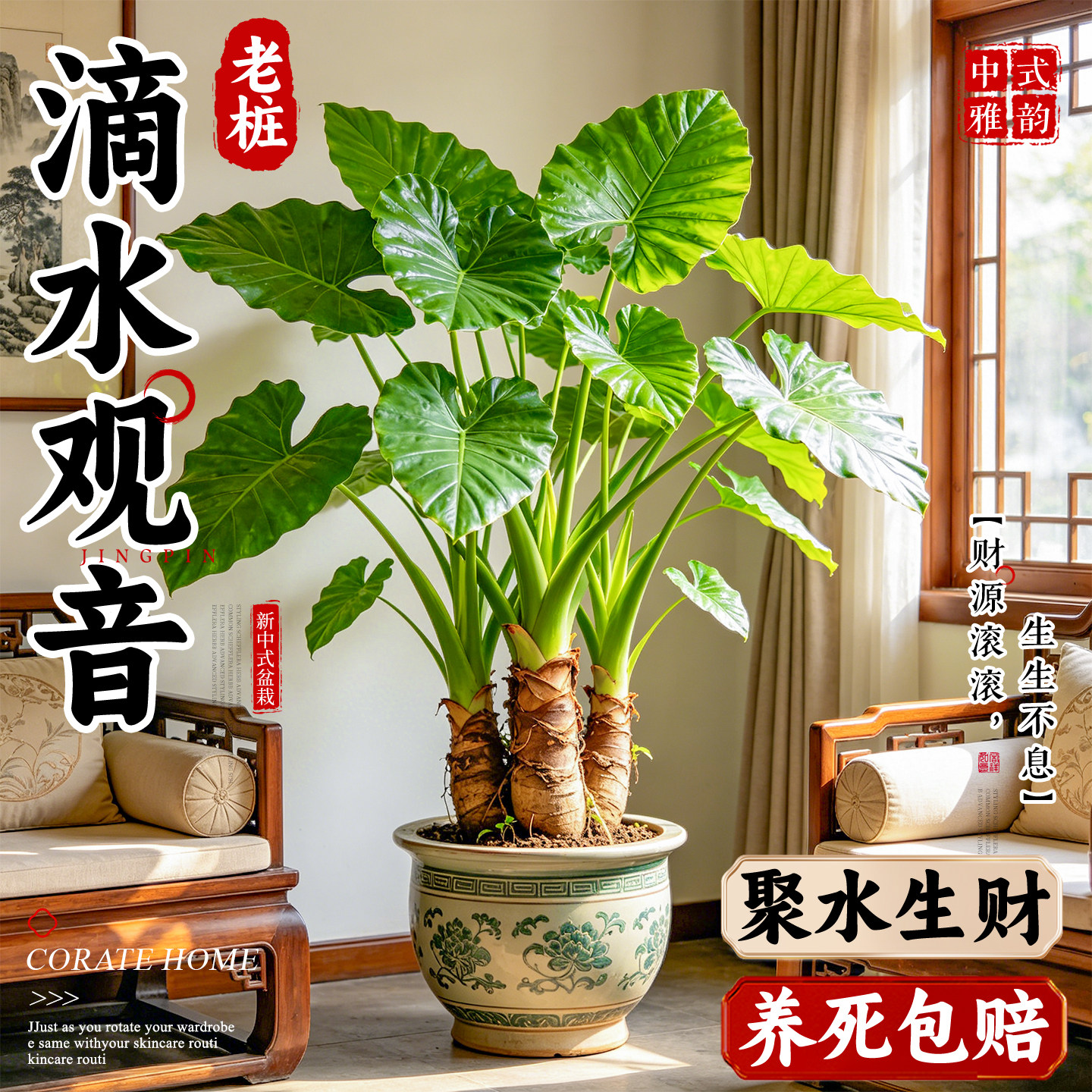 滴水观音盆栽大叶霸王芋海芋室内客厅绿植四季常青净化空气加湿器