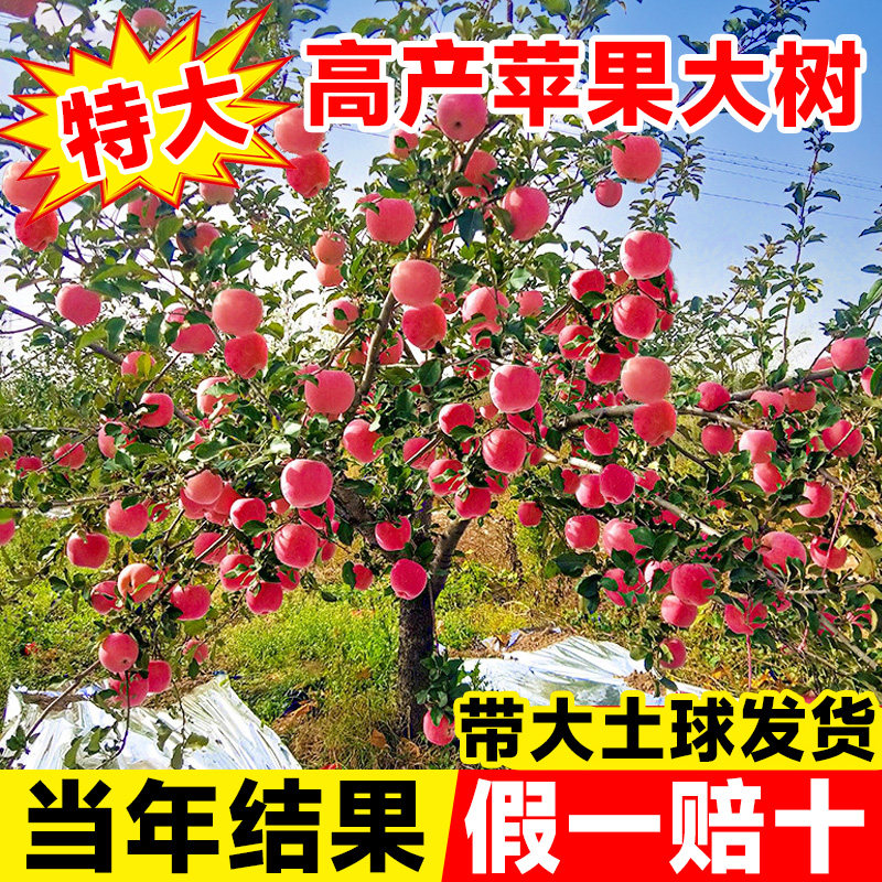 红富士冰糖心苹果树苗当年结果