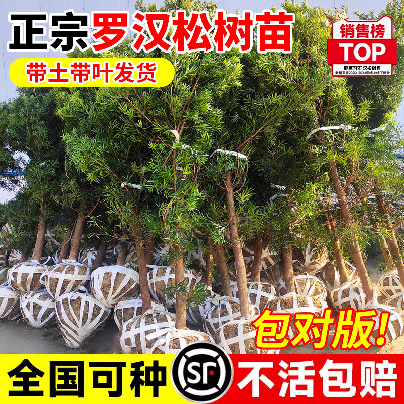 正宗罗汉松树苗盆景小叶雀舌庭院别墅地栽造景大树老桩名贵绿化苗