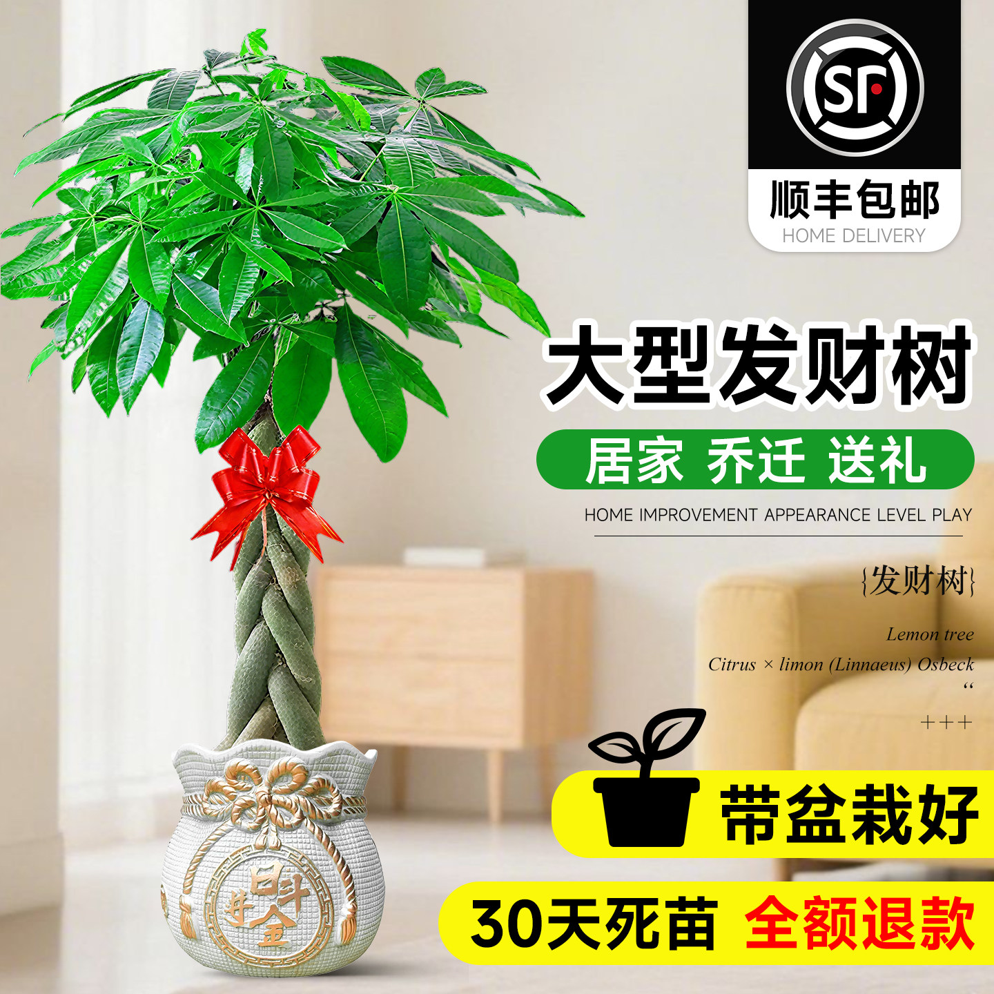 发财树辫子客厅盆栽大型室内招财树办公乔迁开业阳台落地四季绿植
