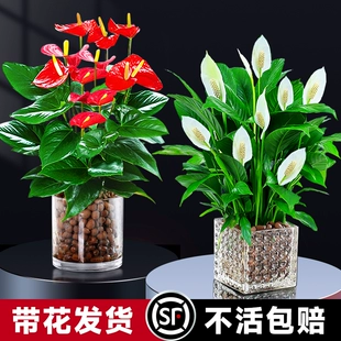 特级水培红掌白掌绿植物盆栽一帆风顺室内办公室桌面好养四季 开花