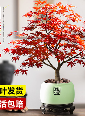日本红枫盆景中国红枫盆栽树苗阳台室内桌面绿植物四季红舞姬好养