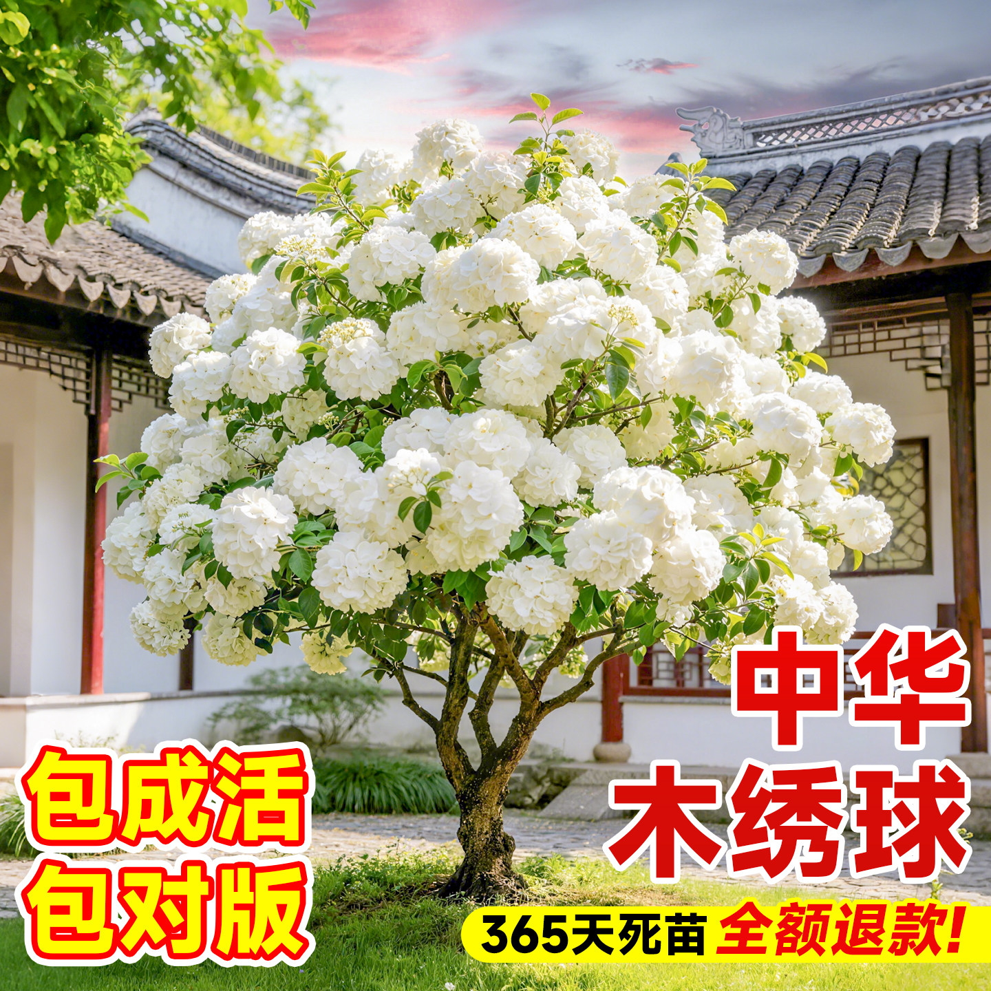 中华木绣球树苗大花斗球庭院别墅木本绣球四季开花花苗植物风景树