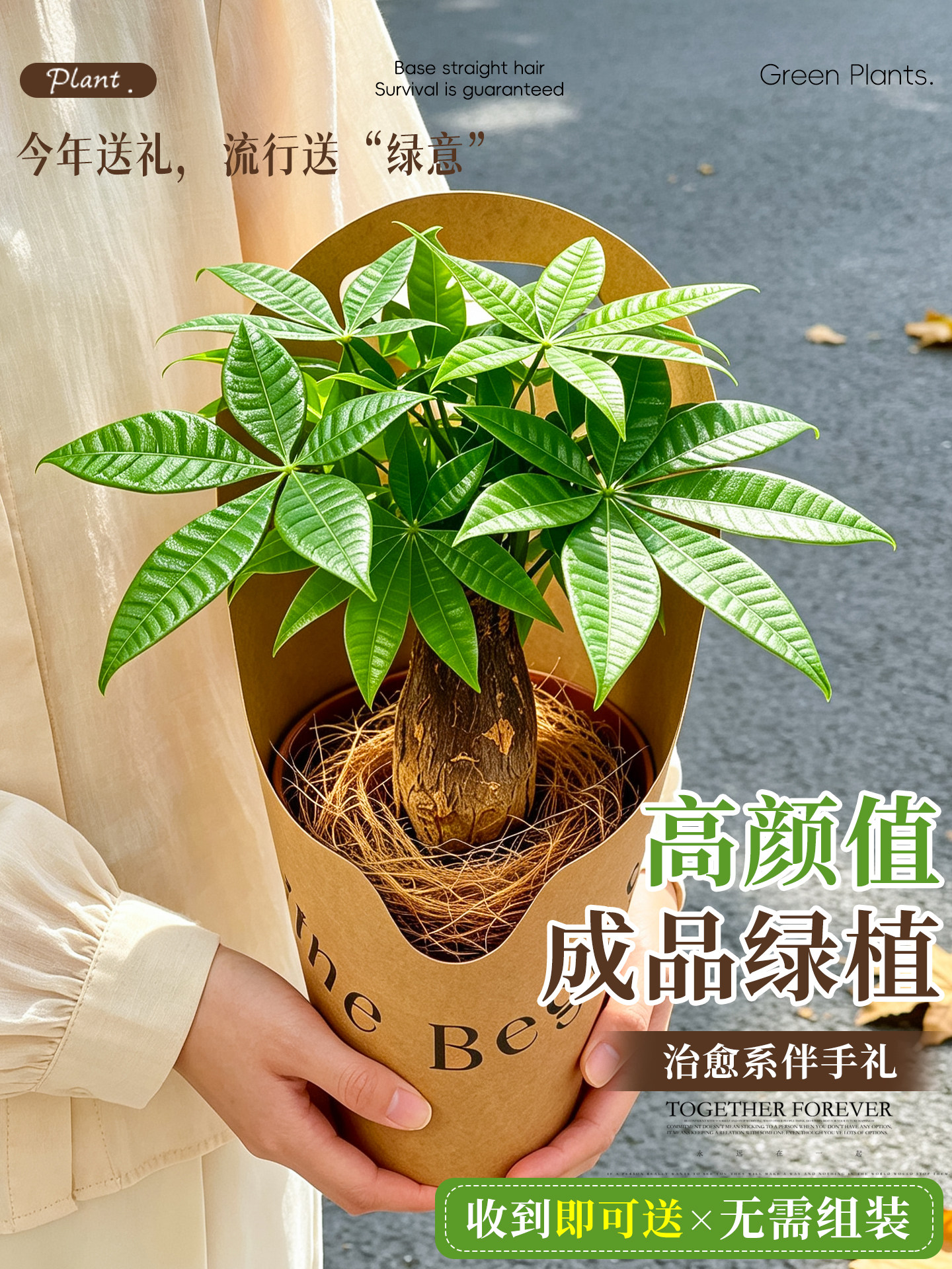 成品绿植礼盒创意绿植手提礼盒新款送女友闺蜜老师生日惊喜伴手礼