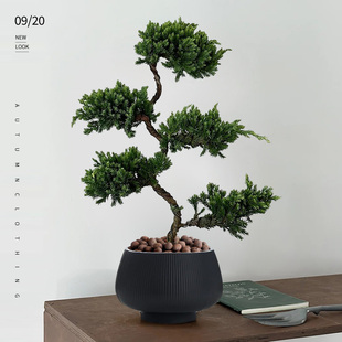 真柏迎客松盆景大盆五层塔松盆栽室内办公室绿植四季好养客厅开