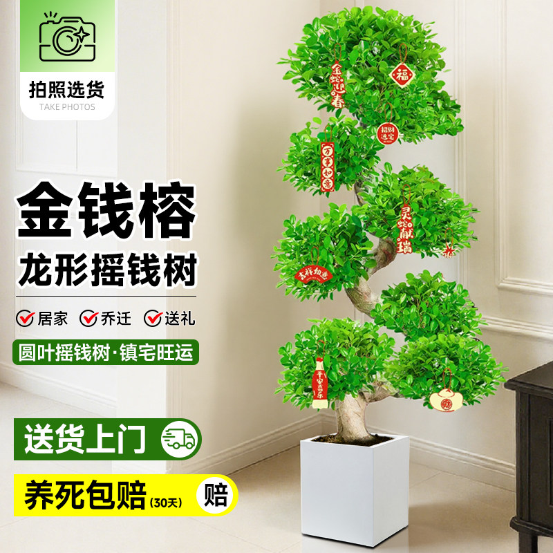 金钱榕大盆栽金钱树办公室内客厅发财树绿植物金钱兜乔迁之喜榕树