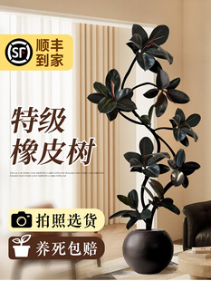 黑金刚橡皮树客厅大盆栽绿植高级感室内大型植物落地真树四季好养