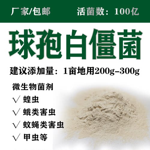 100亿球孢白僵菌微生物杀虫菌剂松毛虫蛴螬菜青虫微生物菌防虫害