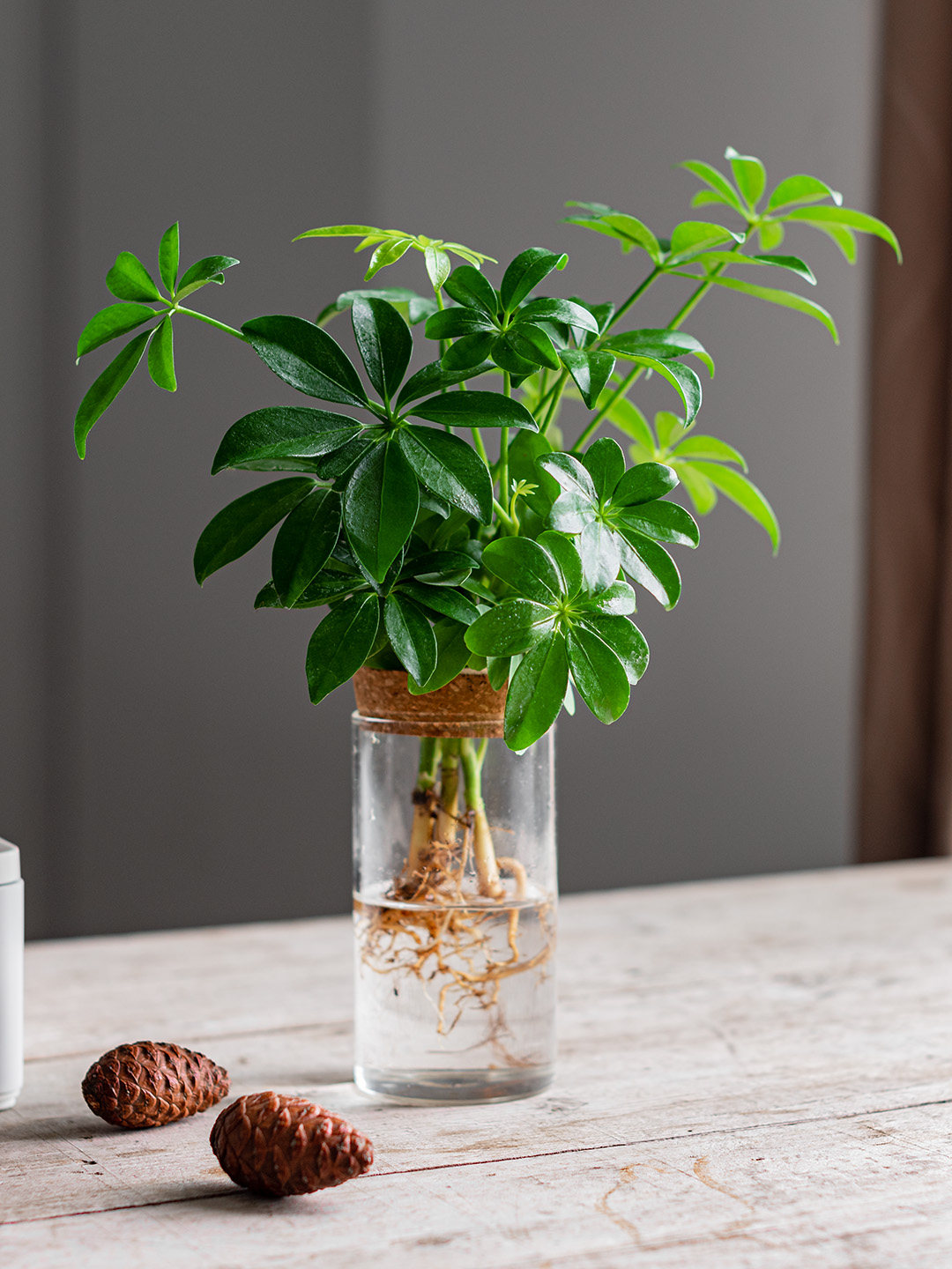 水培鸭脚木好养小盆栽桌面室内鹅掌柴绿植办公室水培植物净化空气