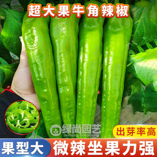 特大羊角椒种子大羊角辣椒种籽农家四季盆栽辣椒种子苗蔬菜种子苗