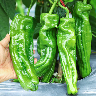 大果型薄皮辣椒种子种籽新品种南方超辣皱皮泡椒蔬菜苗孑大全